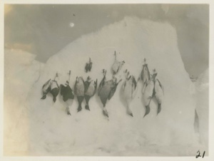 Image of Birds hanging on side of ice